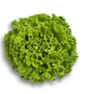 Compra LECHUGA JONCTION RZ Pildorada (5.000 Semillas). en la tienda online Fito Agrícola