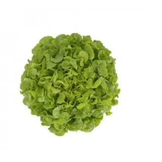 Compra LECHUGA KIEREN RZ Pildorada (5.000 Semillas). en la tienda online Fito Agrícola