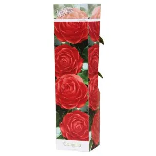 Compra CAMELIA ROJA DR KING (1 Unid.) en la tienda online Fito Agrícola