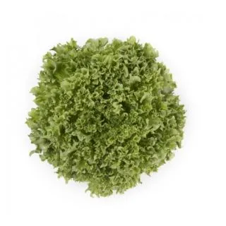 Compra LECHUGA LALIQUE RZ Pildorada (5.000 Semillas). en la tienda online Fito Agrícola