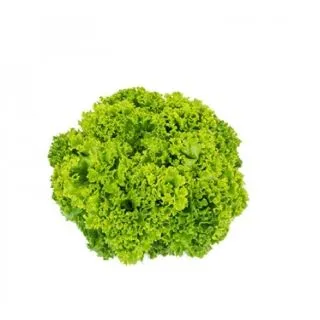 Compra LECHUGA LESINA RZ Pildorada (5.000 Semillas). en la tienda online Fito Agrícola