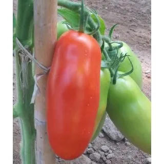 Compra TOMATE EDUARDO F1 (1000 Semillas). en la tienda online Fito Agrícola