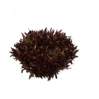 Compra LECHUGA PAMEX RZ Pildorada (5.000 Semillas). en la tienda online Fito Agrícola