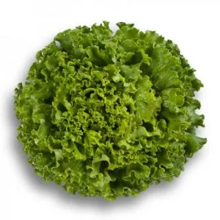 Compra LECHUGA PARTITION RZ Pildorada (5.000 Semillas). en la tienda online Fito Agrícola