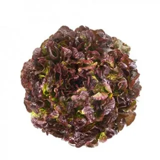 Compra LECHUGA RENAÏ RZ Pildorada (5.000 Semillas). en la tienda online Fito Agrícola