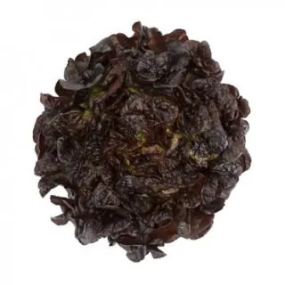 Compra LECHUGA ROMAÏ RZ Pildorada (5.000 Semillas). en la tienda online Fito Agrícola