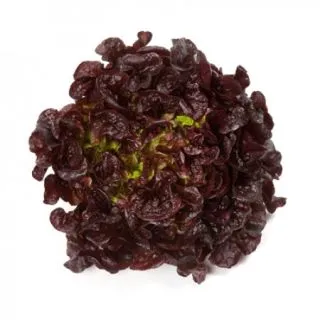 Compra LECHUGA ROUXAÏ RZ Pildorada (5.000 Semillas). en la tienda online Fito Agrícola