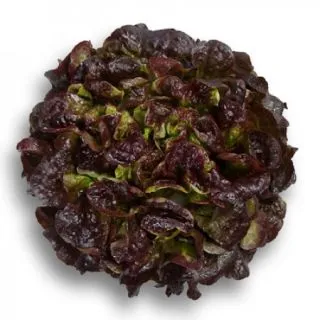 Compra LECHUGA RUTILAI RZ Pildorada (5.000 Semillas). en la tienda online Fito Agrícola