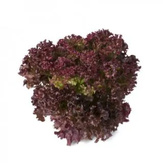 Compra LECHUGA SATINE RZ Pildorada (5.000 Semillas). en la tienda online Fito Agrícola