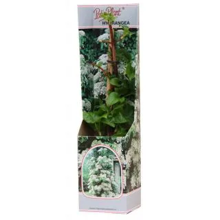 Compra HORTENSIA TREPADORA (1 Unid.) en la tienda online Fito Agrícola