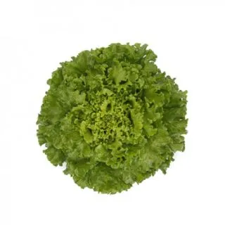 Compra LECHUGA STATION RZ Pildorada (5.000 Semillas). en la tienda online Fito Agrícola