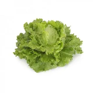 Compra LECHUGA TIROLION RZ Pildorada (5.000 Semillas). en la tienda online Fito Agrícola