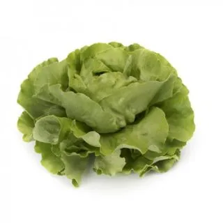 Compra LECHUGA TOMBELO RZ Pildorada (5.000 Semillas). en la tienda online Fito Agrícola