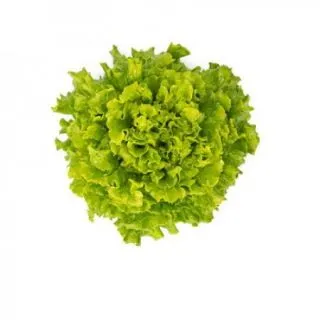 Compra LECHUGA TRINTION RZ Pildorada (5.000 Semillas). en la tienda online Fito Agrícola