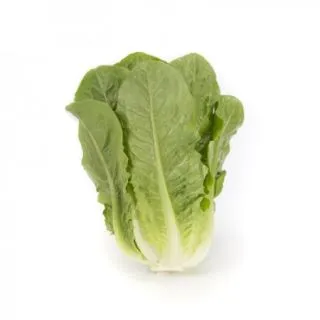 Compra LECHUGA TUCCADONA RZ Pildorada (5.000 Semillas). en la tienda online Fito Agrícola