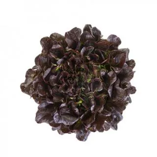 Compra LECHUGA XEM RZ Pildorada (5.000 Semillas). en la tienda online Fito Agrícola