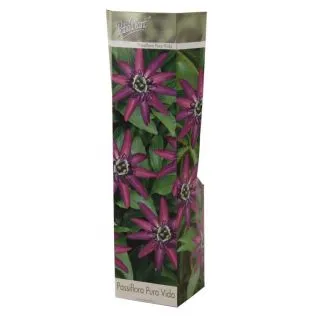 Compra PASSIFLORA PURA VIDA (1 Unid.). en la tienda online Fito Agrícola