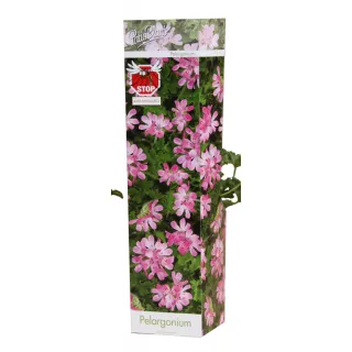 Compra PELARGONIUM PINK PINK CAPITATUM (1 Unid.) en la tienda online Fito Agrícola