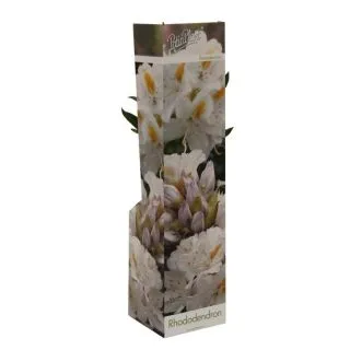 Compra RHODODENDRON CUNNINGHAMS WHITE (1 Unid.) en la tienda online Fito Agrícola