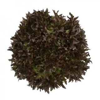 Compra LECHUGA TRALEX RZ Pildorada (5.000 Semillas). en la tienda online Fito Agrícola