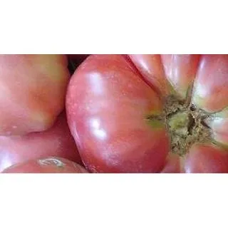 Compra TOMATE ROSA Injertado EPS104 en la tienda online Fito Agrícola