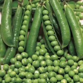 Compra GUISANTE DORIAN (100.000 Semillas) en la tienda online Fito Agrícola