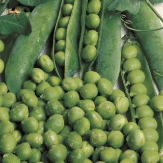 Compra GUISANTE UTRILLO (5 Kgr.) en la tienda online Fito Agrícola