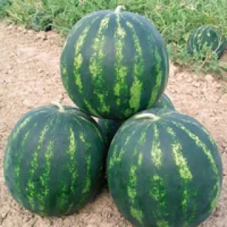 Compra SANDÍA BONTA F1 (1.000 Semillas). en la tienda online Fito Agrícola