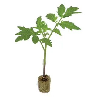 Compra TOMATE MULTIFORT F-1 Pildorado (10.000 Semillas) en la tienda online Fito Agrícola