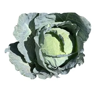 Compra COL JASPER F1 (1.000 Semillas) en la tienda online Fito Agrícola