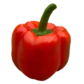 Compra PIMIENTO ROSSONERI F1 (1.000 Semillas) en la tienda online Fito Agrícola