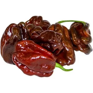 Compra PIMIENTO HABANERO CHOCO F1 (1.000 Semillas) en la tienda online Fito Agrícola
