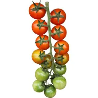 Compra TOMATE STRILLO F1 (1.000 Semillas) en la tienda online Fito Agrícola