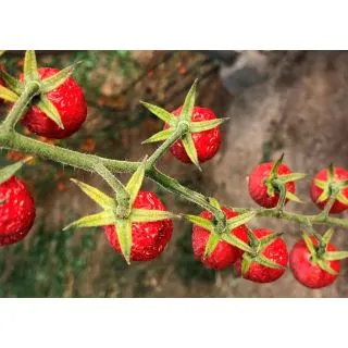 Compra TOMATE ZARAZA F1 (1.000 Semillas) en la tienda online Fito Agrícola