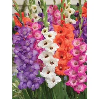 Compra GLADIOLO GLAMINI© MIXED (100 Unid.). en la tienda online Fito Agrícola