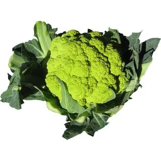 Compra COLIFLOR VERDE F1 (1.000 Semillas) en la tienda online Fito Agrícola
