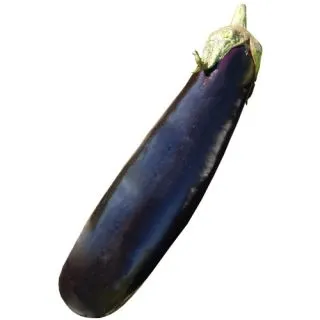 Compra BERENJENA TERESA F1 (1.000 Semillas) en la tienda online Fito Agrícola