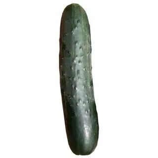 Compra PEPINO PATHON F1 (1.000 Semillas) en la tienda online Fito Agrícola