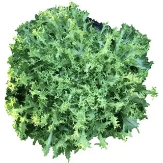 Compra ESCAROLA WALLONNE ANKARA Pildorada (10.000 Semillas). en la tienda online Fito Agrícola