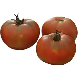 Compra TOMATE CONDE F1 (1.000 Semillas) en la tienda online Fito Agrícola