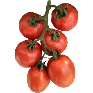 Compra TOMATE SALPER F1 (1.000 Semillas) en la tienda online Fito Agrícola