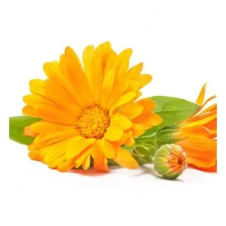 Compra CALÉNDULA M11 en la tienda online Fito Agrícola