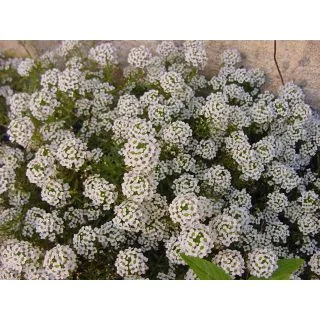 Compra LOBULARIA M11 en la tienda online Fito Agrícola