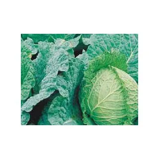 Compra COL DAMA F1 Pildorada (2.500 Semillas) en la tienda online Fito Agrícola