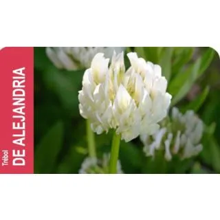 Compra TRÉBOL ALEJANDRÍA ALEX Inoculado y Pildorado (1 Kgr.) en la tienda online Fito Agrícola