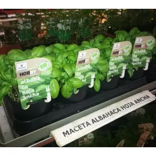 Compra ALBAHACA HOJA ANCHA ECOLOGICA ME11 en la tienda online Fito Agrícola