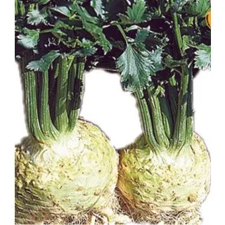 Compra APIO RÁBANO MONARCH Pildorado Pregerminado Sin Tratar (1.000 Semillas) en la tienda online Fito Agrícola