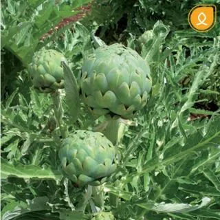 Compra ALCACHOFA IMPERIAL STAR (1.000 Semillas) en la tienda online Fito Agrícola