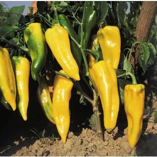 Compra PIMIENTO RINGO F1 (50 Semillas) en la tienda online Fito Agrícola