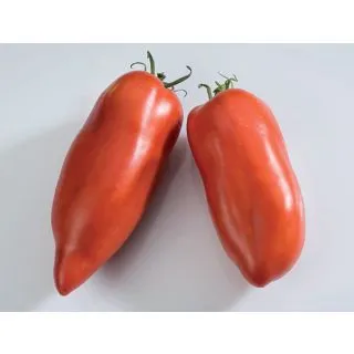 Compra TOMATE ANDINE CORNUE (1000 Semillas). en la tienda online Fito Agrícola